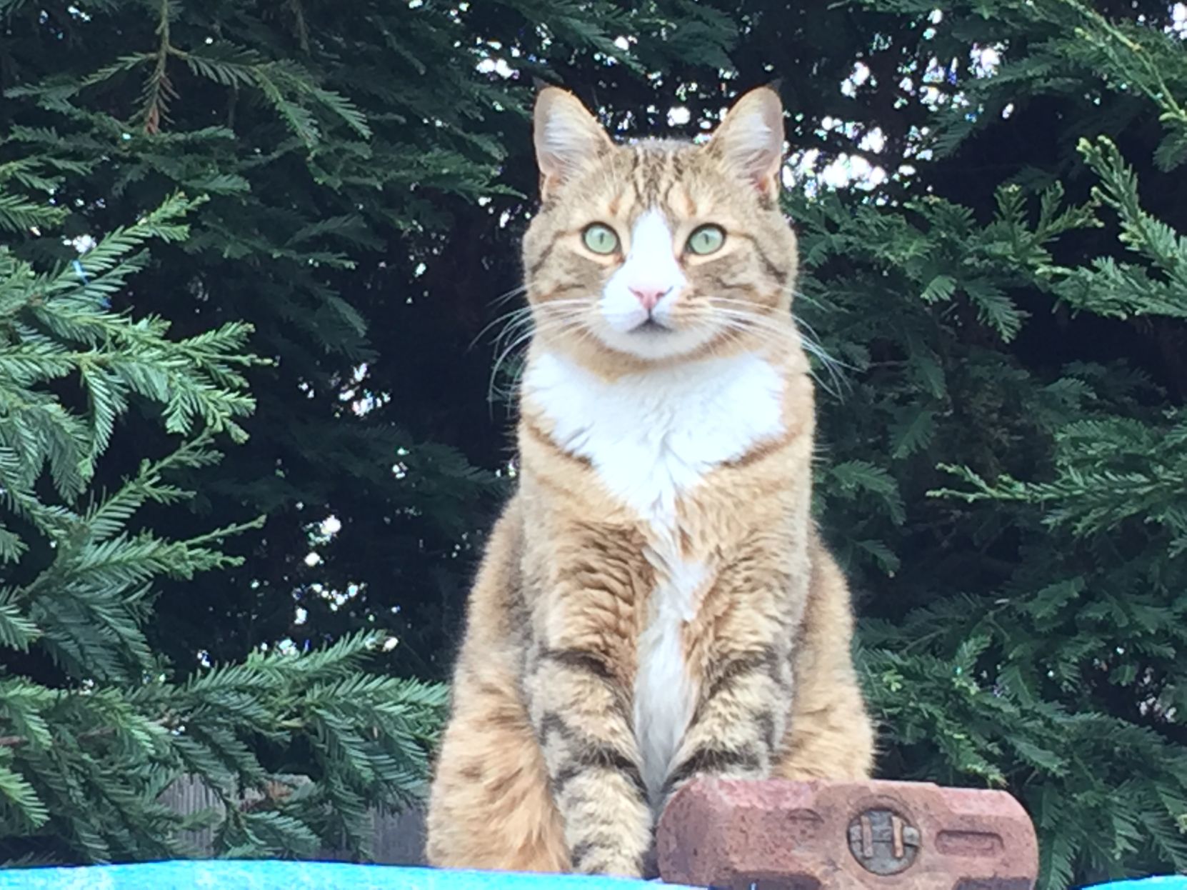 Leo
